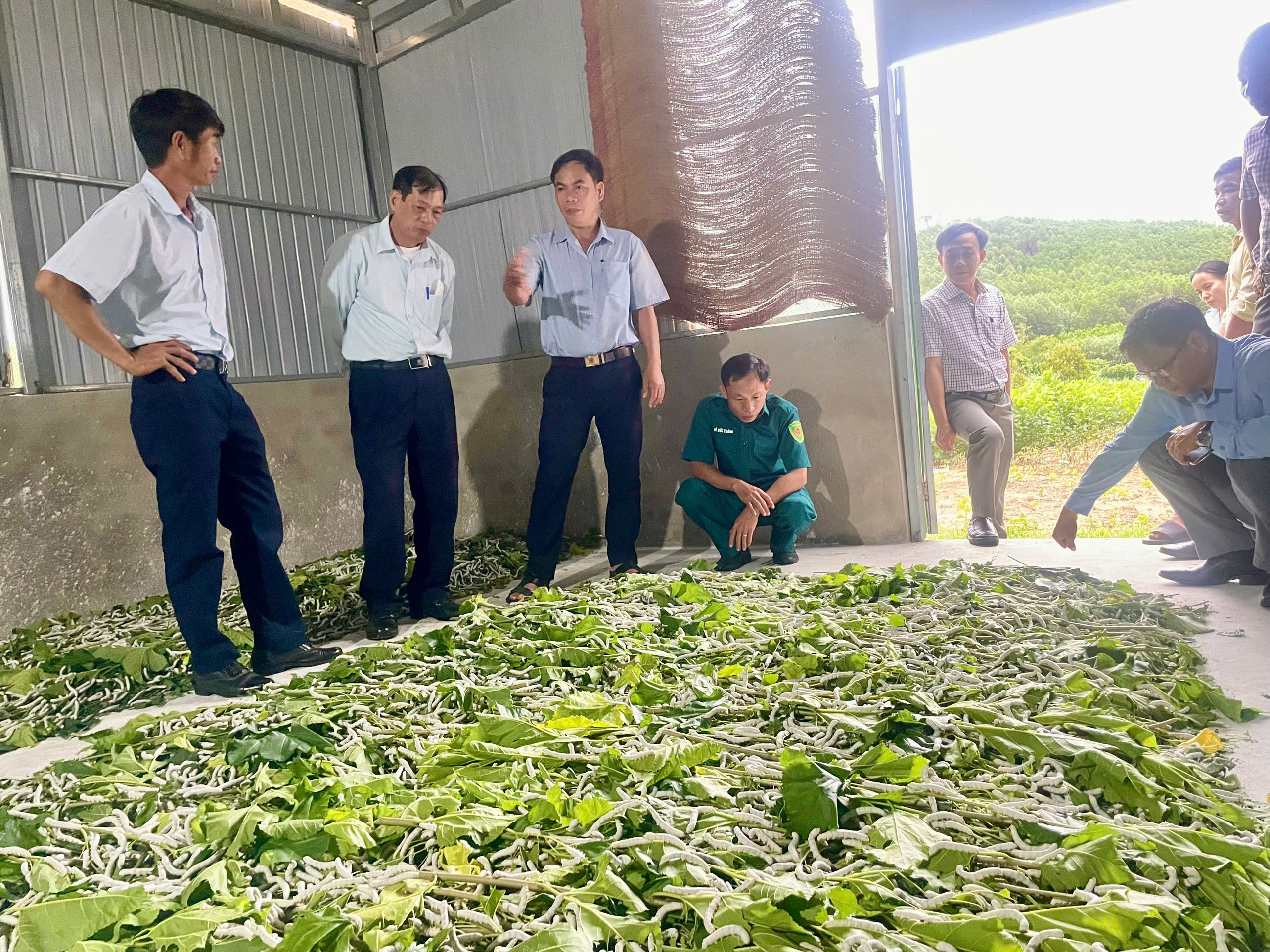 MÔ HÌNH NUÔI TẰM HỘ GIA ĐÌNH ÔNG PHẠM VĂN QUỲNH THÔN 2 XÃ CƯ M'TA