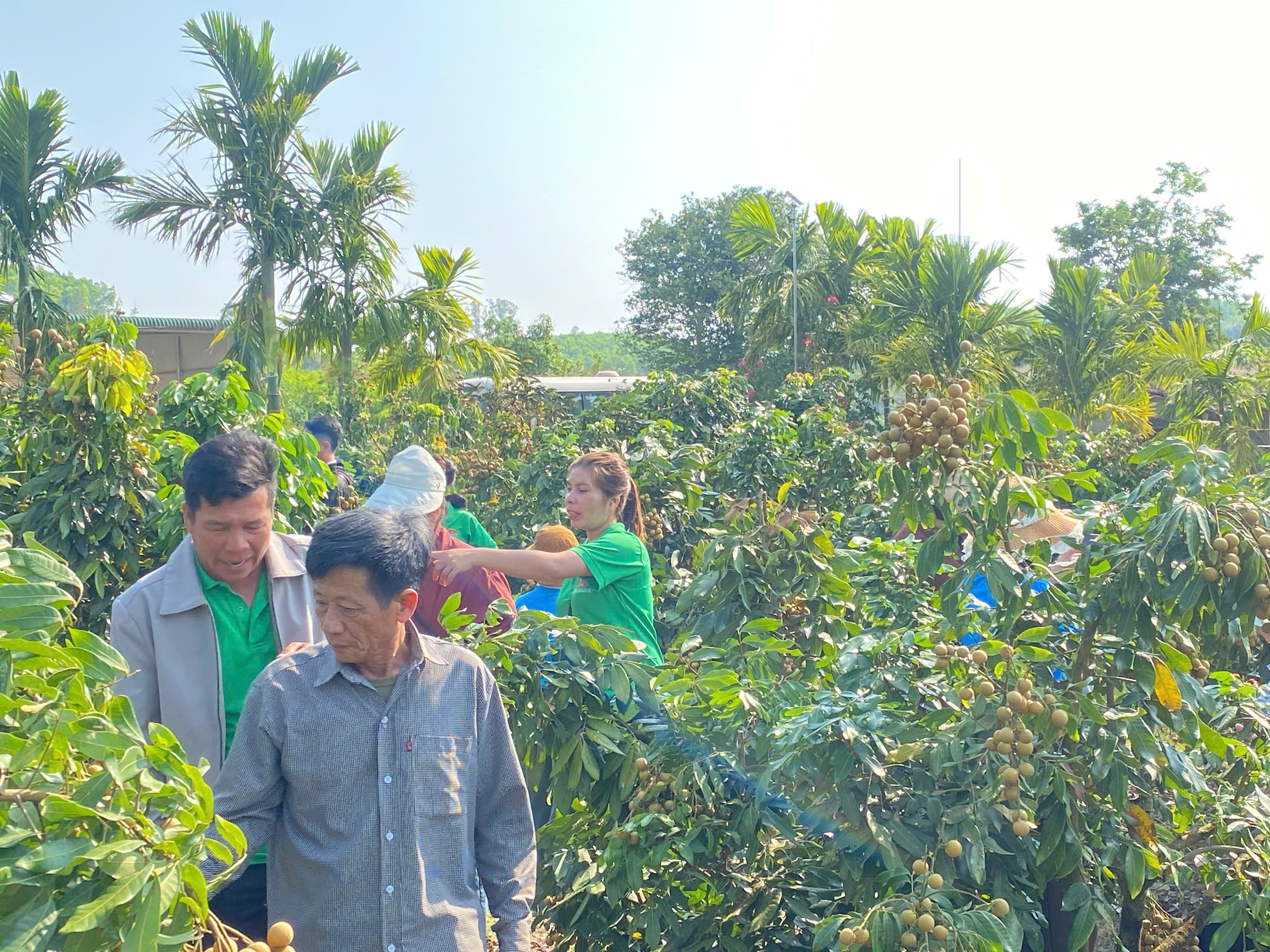 Nguồn vốn tín dụng đồng hành cùng nông dân Cư M’ta phát triển sản xuất